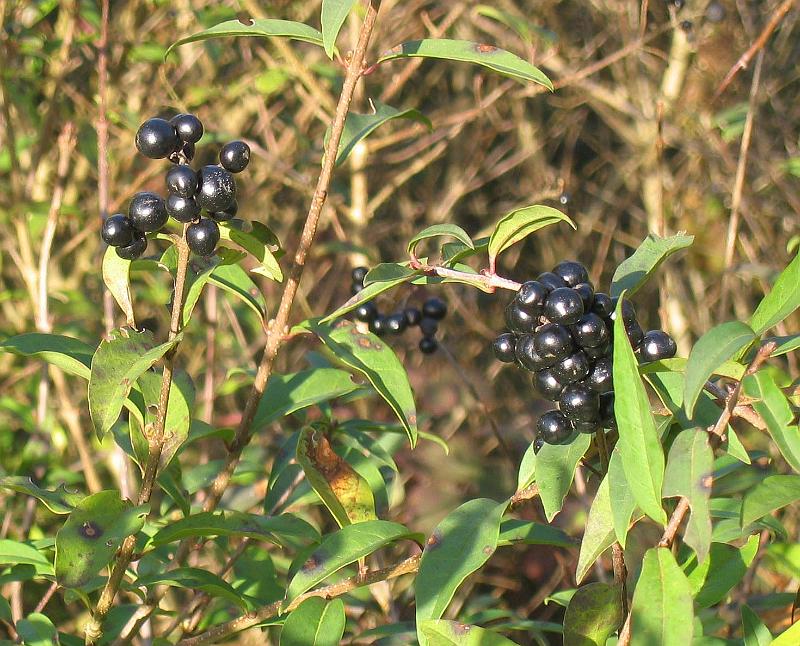 Privet berries 02